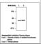 Heparin cofactor 2 antibody, LS-C62004, Lifespan Biosciences, Western Blot image 