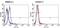 CD3g Molecule antibody, TCR2061, Invitrogen Antibodies, Flow Cytometry image 