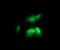 RAS Like Proto-Oncogene B antibody, LS-C174563, Lifespan Biosciences, Immunofluorescence image 