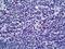 Aurora Kinase B antibody, LS-B5746, Lifespan Biosciences, Immunohistochemistry frozen image 
