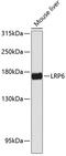 LDL Receptor Related Protein 6 antibody, 14-920, ProSci, Western Blot image 