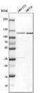 RNA Binding Motif Protein 15 antibody, PA5-54089, Invitrogen Antibodies, Western Blot image 
