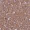 Transmembrane protein 2 antibody, NBP1-94168, Novus Biologicals, Immunohistochemistry frozen image 