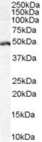 Lymphoid Enhancer Binding Factor 1 antibody, PA5-18493, Invitrogen Antibodies, Western Blot image 