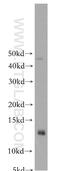 Cytochrome C Oxidase Assembly Factor COX16 antibody, 19425-1-AP, Proteintech Group, Western Blot image 