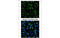 Natriuretic Peptide Receptor 3 antibody, MBS5300676, MyBioSource, Immunofluorescence image 