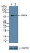 Signal Regulatory Protein Alpha antibody, LS-C372641, Lifespan Biosciences, Western Blot image 