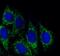 Transforming Growth Factor Beta 2 antibody, FNab08639, FineTest, Immunofluorescence image 