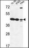 LFNG O-Fucosylpeptide 3-Beta-N-Acetylglucosaminyltransferase antibody, orb181720, Biorbyt, Western Blot image 