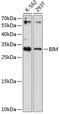 BCL2 Like 11 antibody, 18-657, ProSci, Western Blot image 