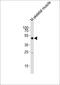 SMAD Family Member 1 antibody, M00728-2, Boster Biological Technology, Western Blot image 
