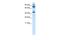 MANSC Domain Containing 1 antibody, A15720-1, Boster Biological Technology, Western Blot image 