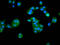 CAMP-Dependent Protein Kinase Inhibitor Gamma antibody, LS-C681060, Lifespan Biosciences, Immunofluorescence image 