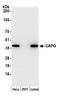 Capping Actin Protein, Gelsolin Like antibody, A305-420A, Bethyl Labs, Western Blot image 