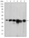 Survival Of Motor Neuron 2, Centromeric antibody, GTX60453, GeneTex, Western Blot image 