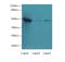 UDP-Glucuronate Decarboxylase 1 antibody, MBS1492681, MyBioSource, Western Blot image 