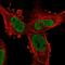Pleckstrin Homology Domain Interacting Protein antibody, PA5-53938, Invitrogen Antibodies, Immunofluorescence image 