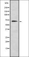 Protein Kinase, Membrane Associated Tyrosine/Threonine 1 antibody, orb337048, Biorbyt, Western Blot image 