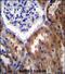 Protein Phosphatase 1 Regulatory Subunit 15B antibody, PA5-71783, Invitrogen Antibodies, Immunohistochemistry frozen image 