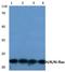 Ras antibody, LS-B12957, Lifespan Biosciences, Western Blot image 