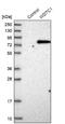 WD And Tetratricopeptide Repeats 1 antibody, NBP1-89233, Novus Biologicals, Western Blot image 
