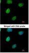 Inositol-Tetrakisphosphate 1-Kinase antibody, NBP1-32678, Novus Biologicals, Immunofluorescence image 