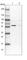 BUD13 Homolog antibody, HPA038341, Atlas Antibodies, Western Blot image 