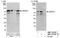 WD Repeat Domain 70 antibody, NBP1-03334, Novus Biologicals, Western Blot image 