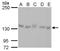 Rho/Rac Guanine Nucleotide Exchange Factor 18 antibody, NBP2-43546, Novus Biologicals, Western Blot image 