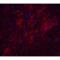 Tet Methylcytosine Dioxygenase 1 antibody, LS-B12054, Lifespan Biosciences, Immunofluorescence image 