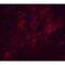 A0A023HHK9 antibody, LS-B12054, Lifespan Biosciences, Immunofluorescence image 