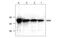 Alcohol Dehydrogenase 1A (Class I), Alpha Polypeptide antibody, MBS839896, MyBioSource, Western Blot image 