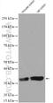 Malectin antibody, 26655-1-AP, Proteintech Group, Western Blot image 