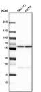 Chaperonin Containing TCP1 Subunit 6A antibody, HPA042996, Atlas Antibodies, Western Blot image 