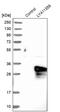 Ankyrin Repeat And SOCS Box Containing 9 antibody, PA5-51811, Invitrogen Antibodies, Western Blot image 