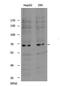 Protein Tyrosine Phosphatase Non-Receptor Type 6 antibody, A00938, Boster Biological Technology, Western Blot image 