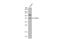 Farnesyl-Diphosphate Farnesyltransferase 1 antibody, GTX104091, GeneTex, Western Blot image 