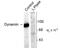 Dynamin 1 antibody, TA309115, Origene, Western Blot image 