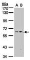 CD74 antibody, orb74103, Biorbyt, Western Blot image 