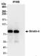 Striatin 4 antibody, NBP2-36537, Novus Biologicals, Immunoprecipitation image 