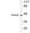 RAD52 Homolog, DNA Repair Protein antibody, LS-C176555, Lifespan Biosciences, Western Blot image 