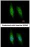 Kinesin Family Member C3 antibody, PA5-30074, Invitrogen Antibodies, Immunofluorescence image 