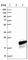 Mediator Complex Subunit 22 antibody, HPA020391, Atlas Antibodies, Western Blot image 