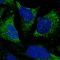 Tubulin Tyrosine Ligase Like 7 antibody, HPA059321, Atlas Antibodies, Immunofluorescence image 