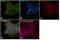 Ubiquitin C-Terminal Hydrolase L1 antibody, PA1-10011, Invitrogen Antibodies, Immunofluorescence image 