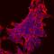 Contactin Associated Protein 1 antibody, MAB7548, R&D Systems, Immunofluorescence image 