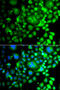 Sorting Nexin 3 antibody, 14-960, ProSci, Immunofluorescence image 