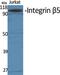Integrin Subunit Beta 5 antibody, PA5-50991, Invitrogen Antibodies, Western Blot image 