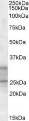 Phosphatidylethanolamine Binding Protein 4 antibody, TA311576, Origene, Western Blot image 