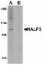 NLR Family Pyrin Domain Containing 3 antibody, LS-B4321, Lifespan Biosciences, Western Blot image 